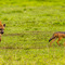 Ngorongoro Crater